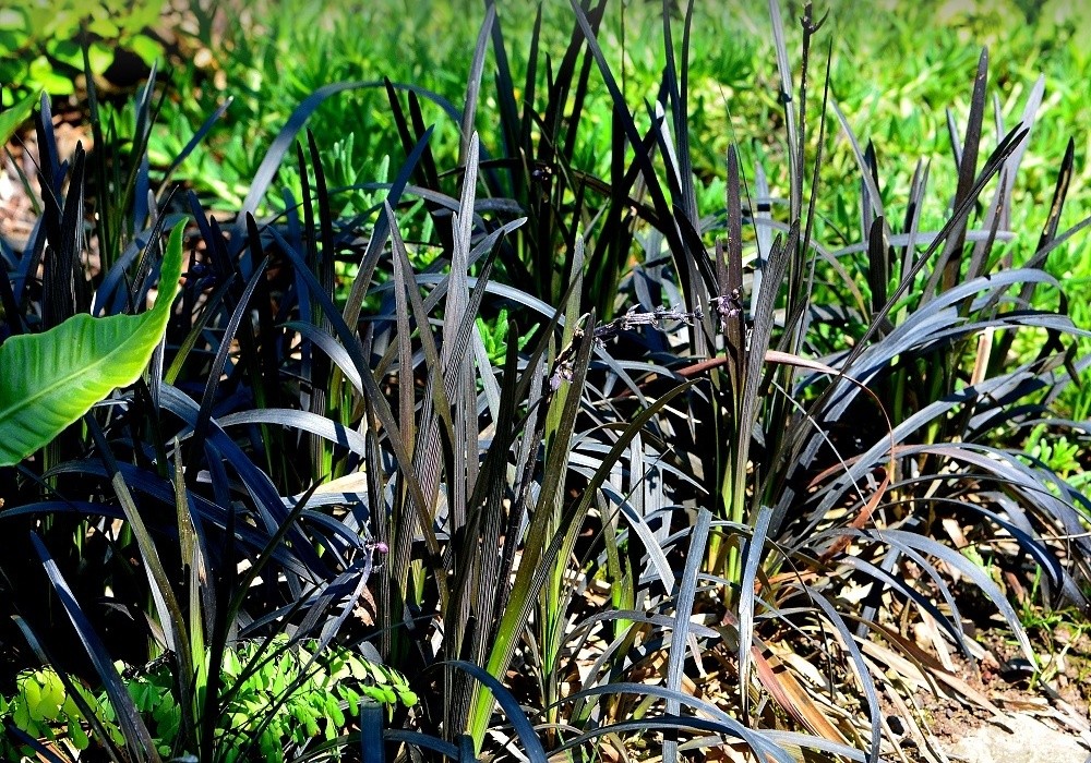 Ophiopogon  planiscapus Nigrescens, černá tráva, sedoulek