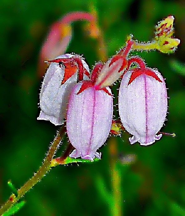 Daboecia Bicolor - dabécie