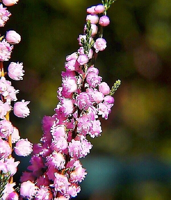 Calluna vulg. Sister Anne, vřes