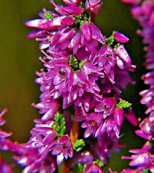 Calluna vulg.  Serlei Rubra, vřes