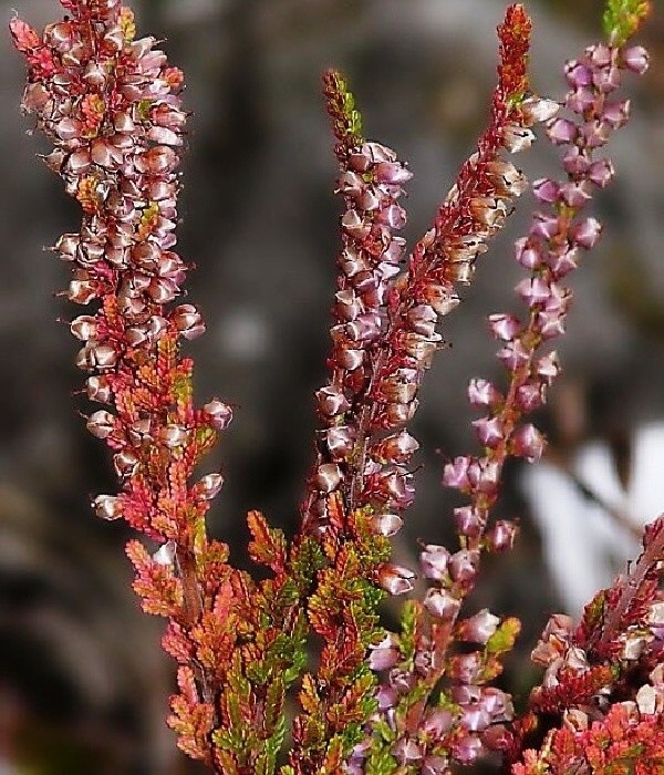 Crimson Sunset, calluna - podzimní vybarvení