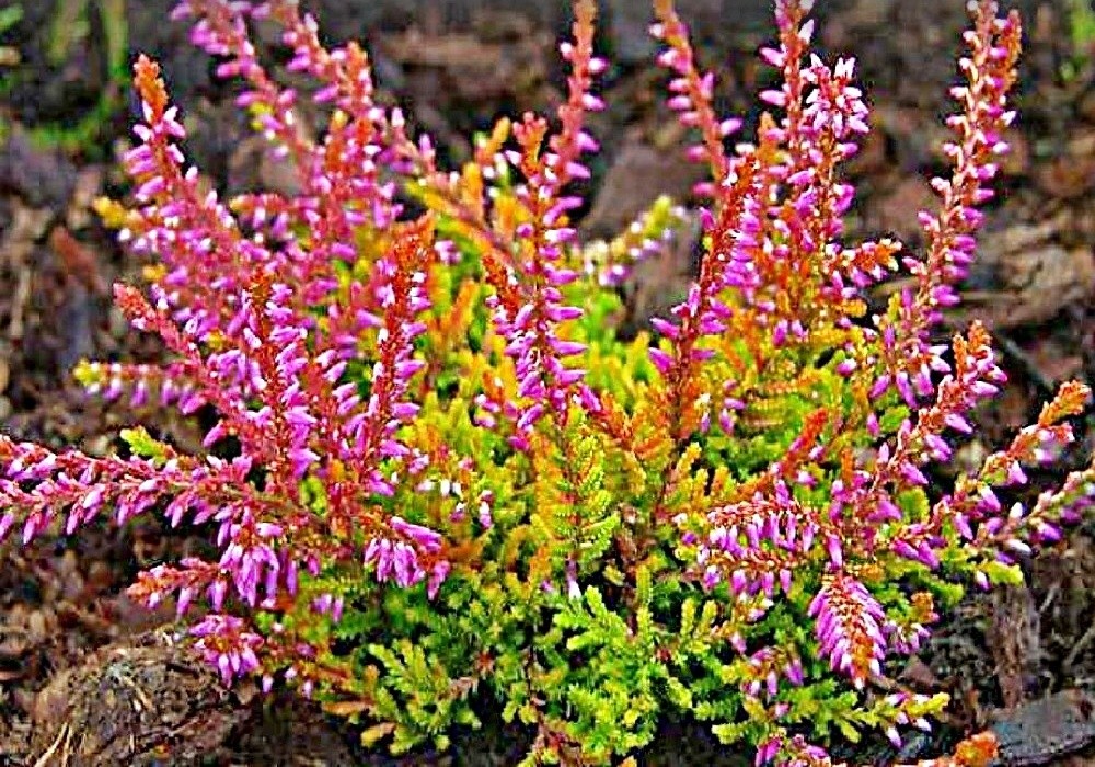 Calluna vulgaris Sp.  2 - vřes obecný