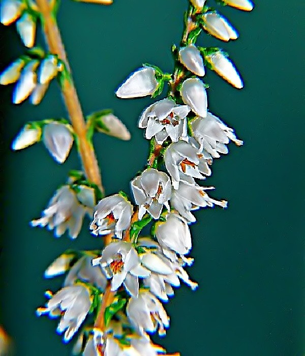 Calluna vulgaris Hirsuta, vřes obecný