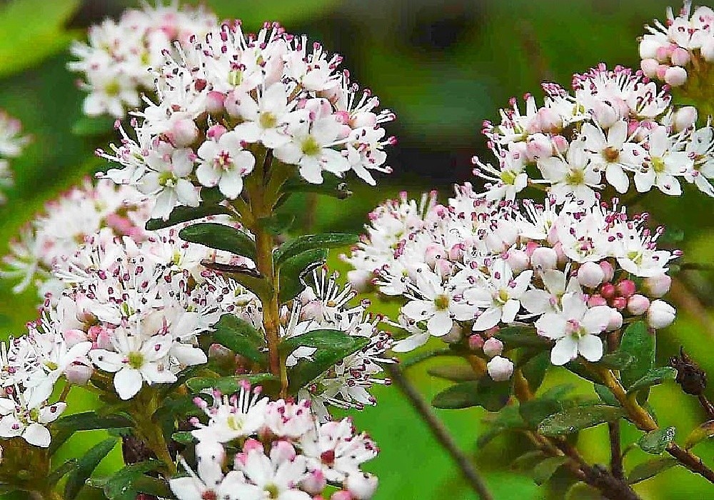 lysolístek - leiophyllum buxifolium