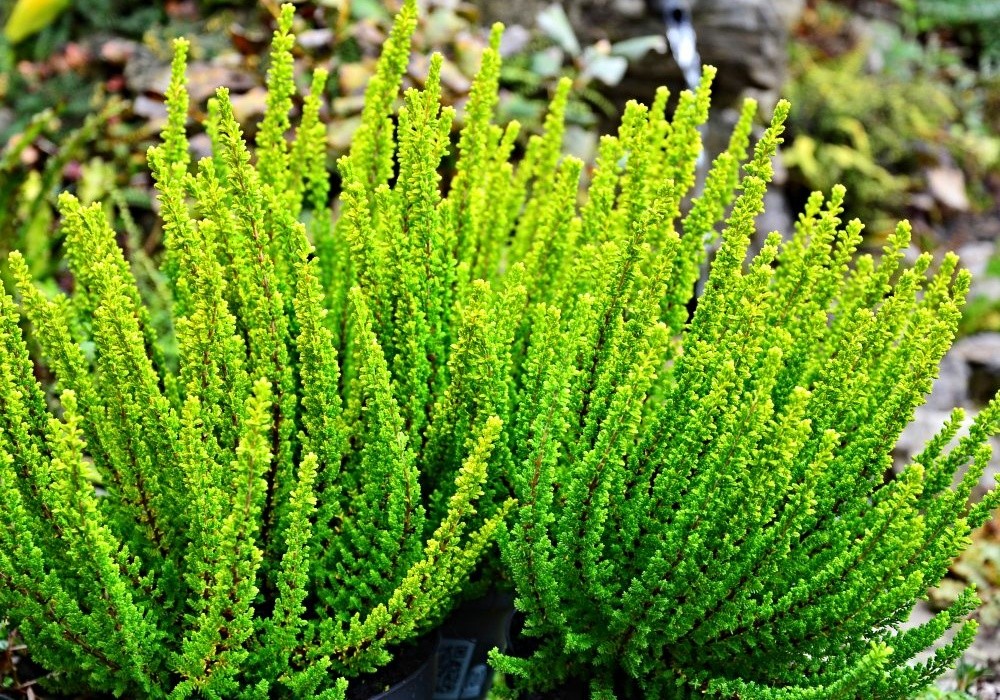 Calluna vulgaris Sp. 26, nové křížení - rostliny vysoce uzdobné tvarem větviček a hustým olistěním i bez květů!!