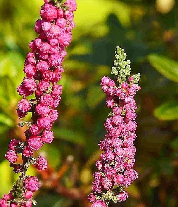 Katjes Herbst Feuer - calluna vulgaris, vřes