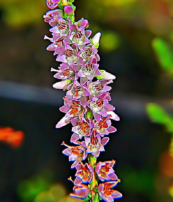 Calluna vulgaris Hella - vřes