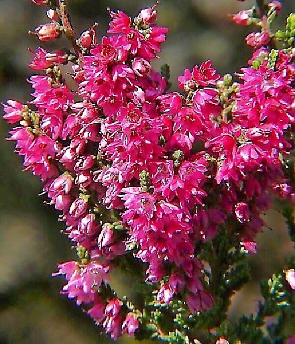 Arabella, calluna - vřes
