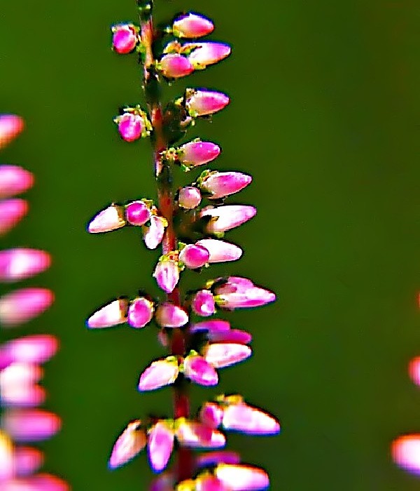 Calluna vulg. Roswitha - vřes