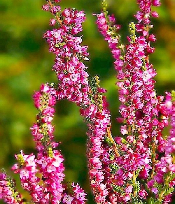 Allegretto, calluna vulgaris - vřes