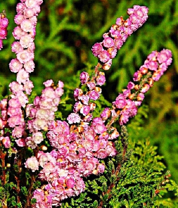 Calluna vulgaris Schoeljes Giant, vřes