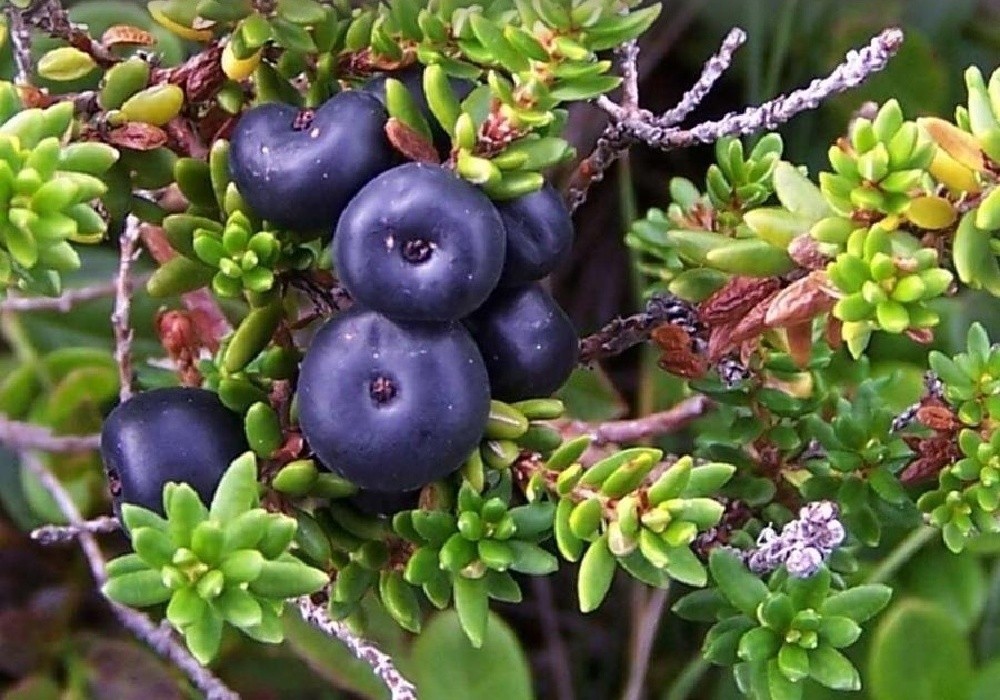 Empetrum nigrum - šícha černá