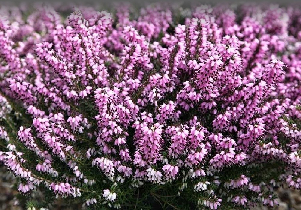 Erica darleyensis Furzey, vřesovec