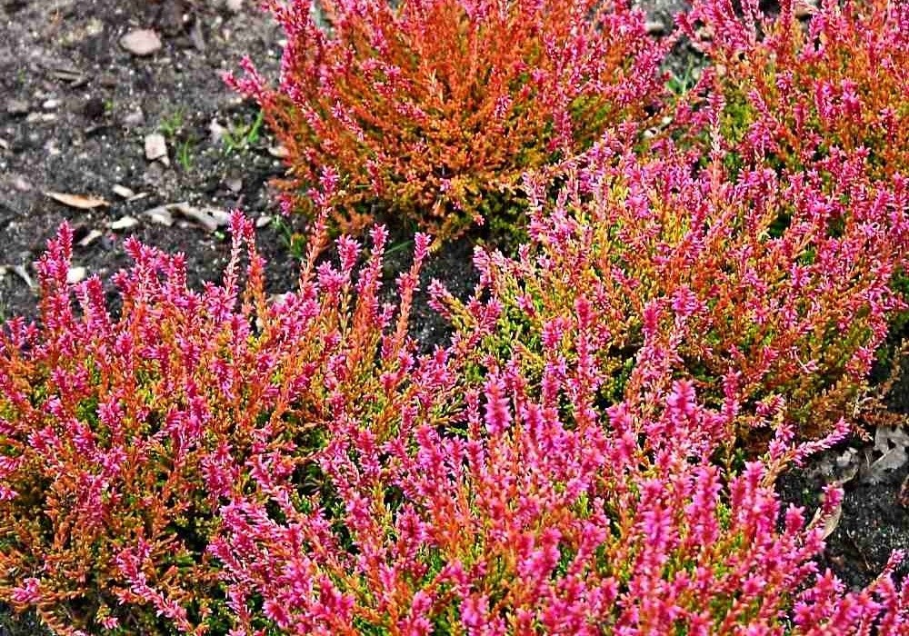 Sp. 2 - calluna vulgaris
