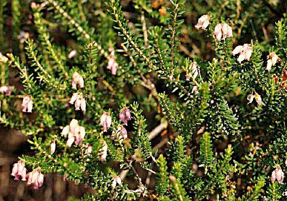 Erica terminalis - vřesovec