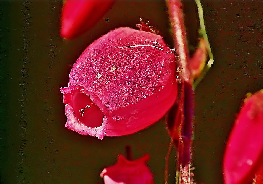 Daboecia cantabrica Sp. 4 - novinka 2012