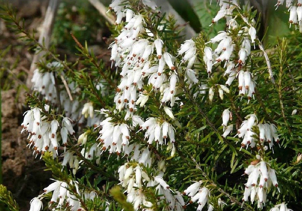 Erica carnea Snow Queen - vřesovec