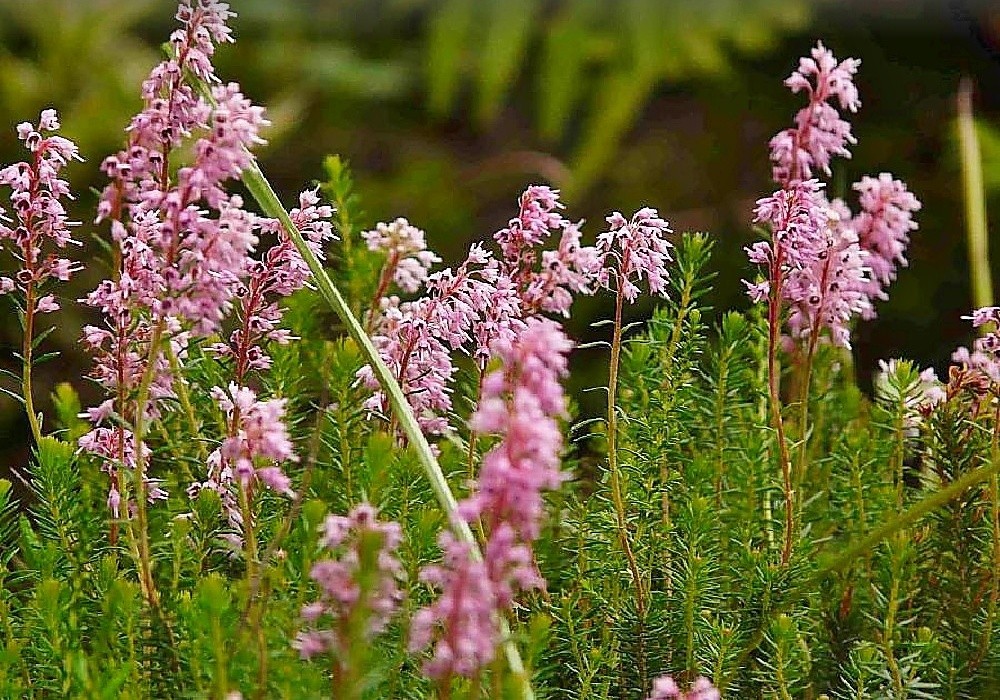 Bruckenthalia spiculifolia - brukentálie