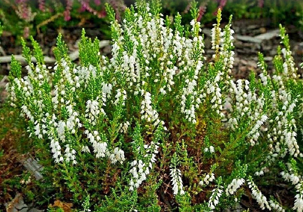Hammondii, calluna vulgaris - vřes