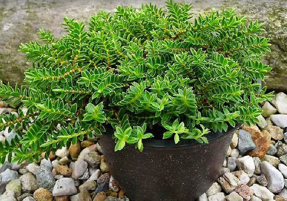 Hebe prostrata - hebe