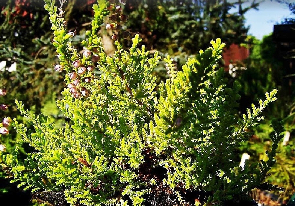 Crimson Sunset, calluna - letní habitus