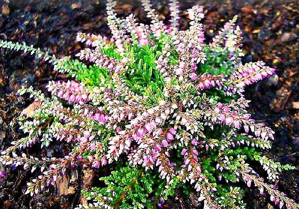Calluna vulgaris Dirry - vřes