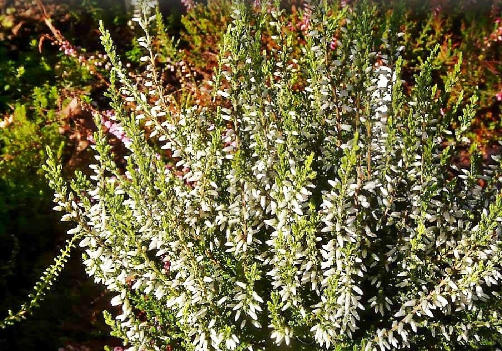 Calluna vulgaris Sp. 22 - vřes obecný