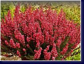 Calluna vulgaris Sp. 1 - vřes obecný 