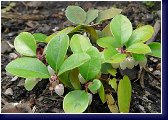 Gaultheria procumbens - kyhanka 