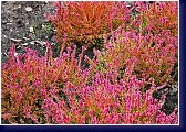 Sp. 2 - calluna vulgaris 