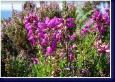 Erica tetralix Underwoodii, vřesovec 