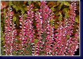 Calluna vulgaris Sp. 10 