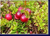 Vaccinium macrocarpon - brusinka, klikva 