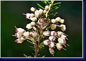 Erica vagans Lyonesse - vřesovec 2012 