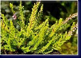 Ronald Haagen - calluna vulgaris, vřes 