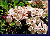 Kalmia  latifolia - mamota 
