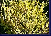 Calluna vulgaris Beoley Gold, vřes 