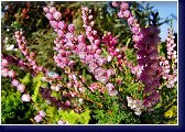 Calluna vulg. Red Star - vřes 