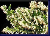 Erica carnea Springwood White, vřesovec, foto - www.plantsgallery.blogspot 