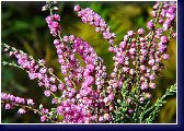 Calluna vulg. Flore Pleno - vřes 