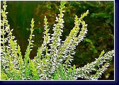 Calluna vulg. Sp. 7 - vřes obecný 