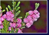 Calluna H.B.Beale - vřes 