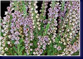 Calluna vulgaris Silver Knight - vřes, foto - www.plantsgallery.blogspot 
