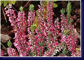 Sp. 1, Calluna vulgaris 