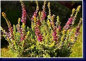 Calluna vulg. Highlend Rose, vřes 
