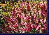 Calluna vulgaris Sp. 15 - vřes 