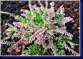 Calluna vulgaris Dirry - vřes 