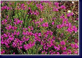 Atrorubens, erica cinerea - vřesovec 