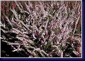 Calluna  vulgaris Elsie Purnell - vřes 