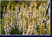 Calluna vulgaris Sp. 23 